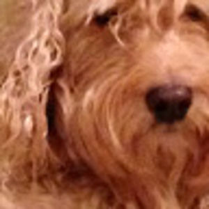 Meet your Posher, Beast